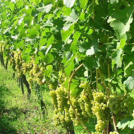 Gaestehof - Weinbau Saeger Nordheim am Main Екстериор снимка