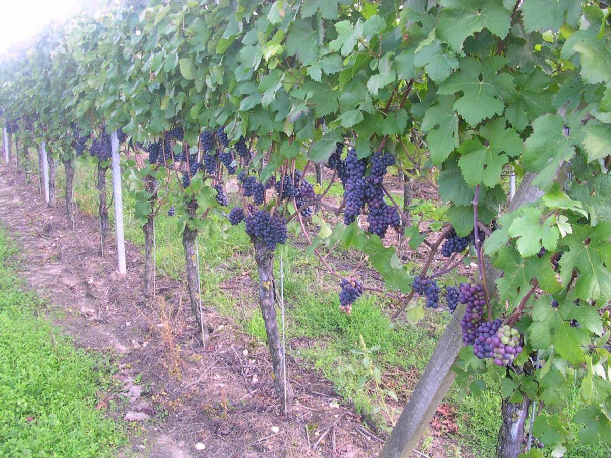 Gaestehof - Weinbau Saeger Nordheim am Main Екстериор снимка